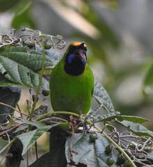 Chloropsis aurifrons