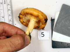 Lactarius yazooensis