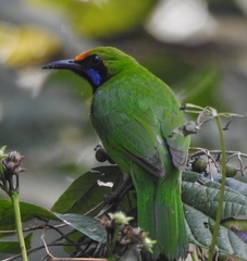 Chloropsis aurifrons