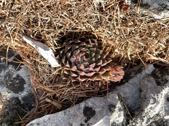 Sempervivum globiferum