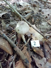 Agaricus leptocaulis