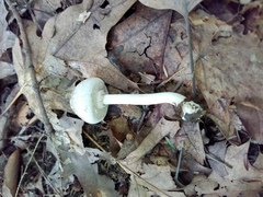 Agaricus leptocaulis