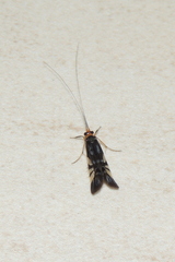 Macrostemum splendens