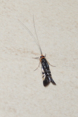 Macrostemum splendens