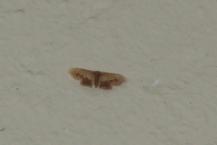 Idaea egenaria
