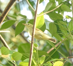 Phylloscopus nitidus