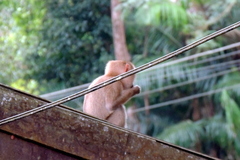 Macaca leonina