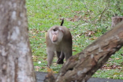 Macaca leonina