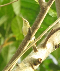 Phylloscopus nitidus