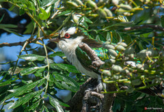 Chrysococcyx caprius