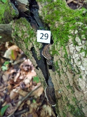 Heterobasidion annosum