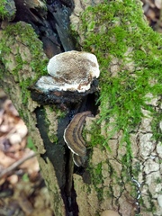 Heterobasidion annosum