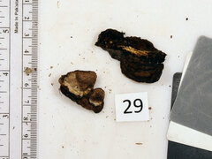 Heterobasidion annosum