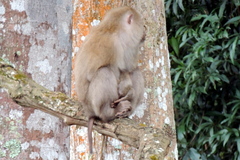 Macaca leonina