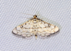Hileithia rehamalis