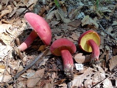 Lanmaoa pallidorosea