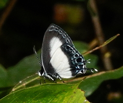Hypolycaena danis