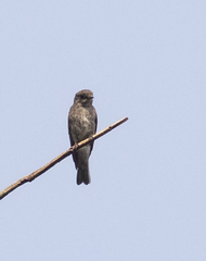 Muscicapa sibirica