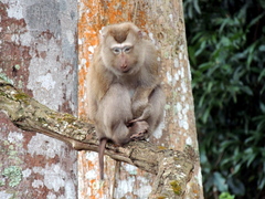 Macaca leonina