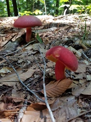 Lanmaoa pallidorosea