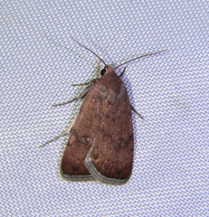 Micrathetis triplex