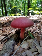 Lanmaoa pallidorosea