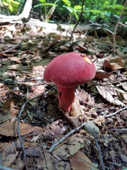 Lanmaoa pallidorosea