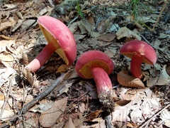 Lanmaoa pallidorosea