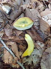 Lanmaoa pallidorosea