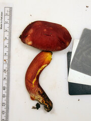 Lanmaoa pallidorosea