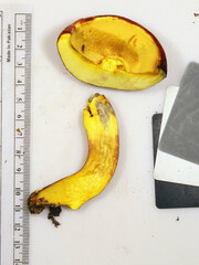 Lanmaoa pallidorosea