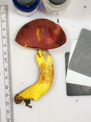 Lanmaoa pallidorosea