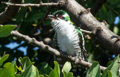 Chrysococcyx caprius