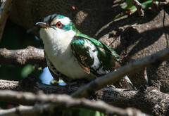 Chrysococcyx caprius
