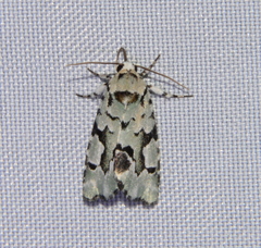 Emarginea percara