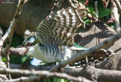 Chrysococcyx caprius