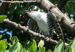 Chrysococcyx caprius