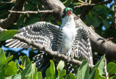 Chrysococcyx caprius