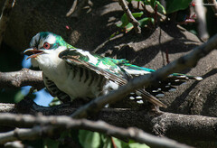 Chrysococcyx caprius