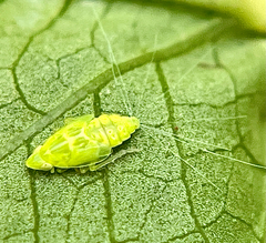 Kallitaxila granulata