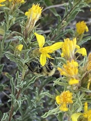 Ericameria suffruticosa