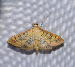 Mimorista