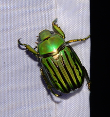 Chrysina gloriosa