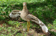 Burhinus capensis capensis