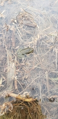 Rana pretiosa