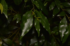 Cryptocarya meisneriana