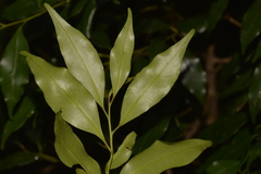 Cryptocarya meisneriana