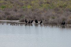 Erythrogonys cinctus