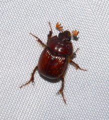Eucanthus lazarus