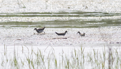 Hydrophasianus chirurgus